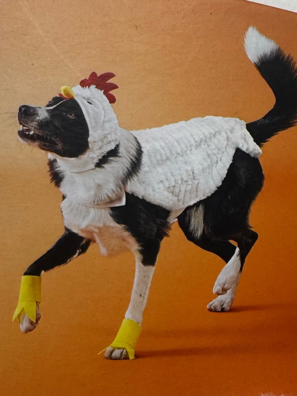 Chicken Costume with White Plush Body and Yellow Feet